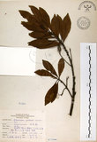 中文名:杜英 (S073394)學名:Elaeocarpus sylvestris (Lour.) Poir.(S073394)中文別名:山杜英、蘭嶼杜英英文名:Common Elaeocarpus