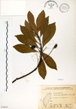 中文名:杜英 (S076079)學名:Elaeocarpus sylvestris (Lour.) Poir.(S076079)中文別名:山杜英、蘭嶼杜英英文名:Common Elaeocarpus