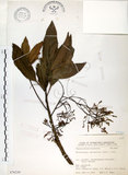 中文名:杜英 (S076230)學名:Elaeocarpus sylvestris (Lour.) Poir.(S076230)中文別名:山杜英、蘭嶼杜英英文名:Common Elaeocarpus