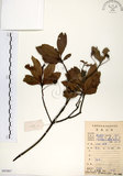 中文名:杜英 (S083867)學名:Elaeocarpus sylvestris (Lour.) Poir.(S083867)中文別名:山杜英、蘭嶼杜英英文名:Common Elaeocarpus