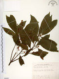 中文名:杜英 (S090068)學名:Elaeocarpus sylvestris (Lour.) Poir.(S090068)中文別名:山杜英、蘭嶼杜英英文名:Common Elaeocarpus