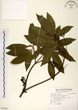 中文名:杜英 (S091669)學名:Elaeocarpus sylvestris (Lour.) Poir.(S091669)中文別名:山杜英、蘭嶼杜英英文名:Common Elaeocarpus