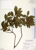 中文名:杜英 (S092470)學名:Elaeocarpus sylvestris (Lour.) Poir.(S092470)中文別名:山杜英、蘭嶼杜英英文名:Common Elaeocarpus
