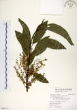 中文名:杜英 (S093114)學名:Elaeocarpus sylvestris (Lour.) Poir.(S093114)中文別名:山杜英、蘭嶼杜英英文名:Common Elaeocarpus