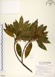 中文名:杜英 (S095463)學名:Elaeocarpus sylvestris (Lour.) Poir.(S095463)中文別名:山杜英、蘭嶼杜英英文名:Common Elaeocarpus