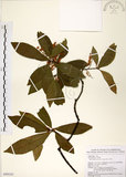 中文名:杜英 (S099243)學名:Elaeocarpus sylvestris (Lour.) Poir.(S099243)中文別名:山杜英、蘭嶼杜英英文名:Common Elaeocarpus