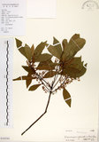 中文名:杜英 (S102581)學名:Elaeocarpus sylvestris (Lour.) Poir.(S102581)中文別名:山杜英、蘭嶼杜英英文名:Common Elaeocarpus