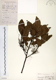 中文名:杜英 (S103028)學名:Elaeocarpus sylvestris (Lour.) Poir.(S103028)中文別名:山杜英、蘭嶼杜英英文名:Common Elaeocarpus