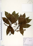 中文名:杜英 (S103651)學名:Elaeocarpus sylvestris (Lour.) Poir.(S103651)中文別名:山杜英、蘭嶼杜英英文名:Common Elaeocarpus