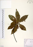 中文名:杜英 (S104066)學名:Elaeocarpus sylvestris (Lour.) Poir.(S104066)中文別名:山杜英、蘭嶼杜英英文名:Common Elaeocarpus