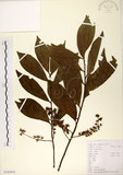 中文名:杜英 (S104458)學名:Elaeocarpus sylvestris (Lour.) Poir.(S104458)中文別名:山杜英、蘭嶼杜英英文名:Common Elaeocarpus