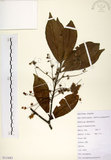 中文名:杜英 (S111683)學名:Elaeocarpus sylvestris (Lour.) Poir.(S111683)中文別名:山杜英、蘭嶼杜英英文名:Common Elaeocarpus