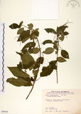 中文名:恆春鐵莧(S089856)學名:Acalypha matsudai Hayata(S089856)