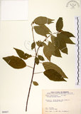 中文名:恆春鐵莧(S089857)學名:Acalypha matsudai Hayata(S089857)