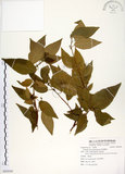 中文名:恆春鐵莧(S092030)學名:Acalypha matsudai Hayata(S092030)