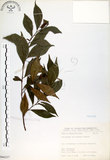 中文名:南仁五月茶(S066237)學名:Antidesma hiiranense Hayata(S066237)英文名:Hengchun China Laurel