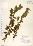 中文名:白飯樹(S014503)學名:Flueggea suffruticosa (Pallas) Baillon(S014503)英文名:Shrubby Securinega