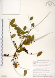 中文名:白飯樹(S017993)學名:Flueggea suffruticosa (Pallas) Baillon(S017993)英文名:Shrubby Securinega