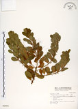 中文名:白飯樹(S028493)學名:Flueggea suffruticosa (Pallas) Baillon(S028493)英文名:Shrubby Securinega