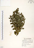 中文名:白飯樹(S054221)學名:Flueggea suffruticosa (Pallas) Baillon(S054221)英文名:Shrubby Securinega