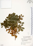 中文名:白飯樹(S062860)學名:Flueggea suffruticosa (Pallas) Baillon(S062860)英文名:Shrubby Securinega