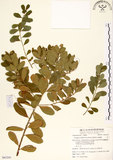 中文名:白飯樹(S063241)學名:Flueggea suffruticosa (Pallas) Baillon(S063241)英文名:Shrubby Securinega