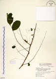 中文名:白飯樹(S069276)學名:Flueggea suffruticosa (Pallas) Baillon(S069276)英文名:Shrubby Securinega