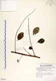中文名:白飯樹(S081293)學名:Flueggea suffruticosa (Pallas) Baillon(S081293)英文名:Shrubby Securinega