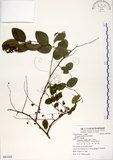 中文名:白飯樹(S083268)學名:Flueggea suffruticosa (Pallas) Baillon(S083268)英文名:Shrubby Securinega