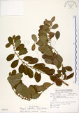 中文名:白飯樹(S085313)學名:Flueggea suffruticosa (Pallas) Baillon(S085313)英文名:Shrubby Securinega