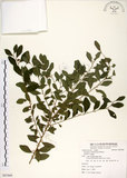 中文名:白飯樹(S087869)學名:Flueggea suffruticosa (Pallas) Baillon(S087869)英文名:Shrubby Securinega