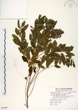 中文名:白飯樹(S088489)學名:Flueggea suffruticosa (Pallas) Baillon(S088489)英文名:Shrubby Securinega