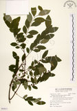 中文名:白飯樹(S092611)學名:Flueggea suffruticosa (Pallas) Baillon(S092611)英文名:Shrubby Securinega