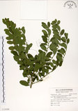 中文名:白飯樹(S124280)學名:Flueggea suffruticosa (Pallas) Baillon(S124280)英文名:Shrubby Securinega