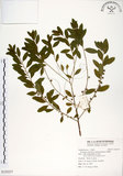 中文名:白飯樹(S125237)學名:Flueggea suffruticosa (Pallas) Baillon(S125237)英文名:Shrubby Securinega