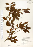 中文名:細葉饅頭果 (S000169)學名:Glochidion rubrum Blume(S000169)英文名:Common Glochidion