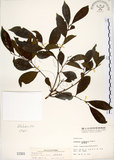 中文名:細葉饅頭果 (S001501)學名:Glochidion rubrum Blume(S001501)英文名:Common Glochidion