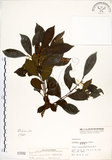 中文名:細葉饅頭果 (S001502)學名:Glochidion rubrum Blume(S001502)英文名:Common Glochidion
