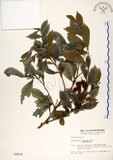 中文名:細葉饅頭果 (S002935)學名:Glochidion rubrum Blume(S002935)英文名:Common Glochidion