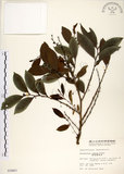 中文名:細葉饅頭果 (S003907)學名:Glochidion rubrum Blume(S003907)英文名:Common Glochidion