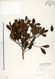 中文名:細葉饅頭果 (S007196)學名:Glochidion rubrum Blume(S007196)英文名:Common Glochidion