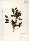 中文名:細葉饅頭果 (S007197)學名:Glochidion rubrum Blume(S007197)英文名:Common Glochidion