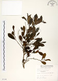 中文名:細葉饅頭果 (S007198)學名:Glochidion rubrum Blume(S007198)英文名:Common Glochidion
