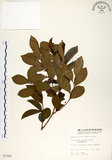 中文名:細葉饅頭果 (S007264)學名:Glochidion rubrum Blume(S007264)英文名:Common Glochidion