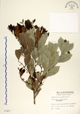 中文名:細葉饅頭果 (S007407)學名:Glochidion rubrum Blume(S007407)英文名:Common Glochidion