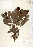 中文名:細葉饅頭果 (S007408)學名:Glochidion rubrum Blume(S007408)英文名:Common Glochidion