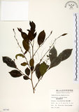 中文名:細葉饅頭果 (S008748)學名:Glochidion rubrum Blume(S008748)英文名:Common Glochidion