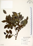 中文名:細葉饅頭果 (S011544)學名:Glochidion rubrum Blume(S011544)英文名:Common Glochidion