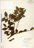 中文名:細葉饅頭果 (S011545)學名:Glochidion rubrum Blume(S011545)英文名:Common Glochidion