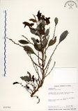 中文名:細葉饅頭果 (S012781)學名:Glochidion rubrum Blume(S012781)英文名:Common Glochidion
